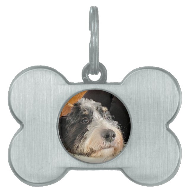 Bernedoodle Tiermarke (Vorderseite)