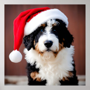 Bernedoodle Weihnachten Poster