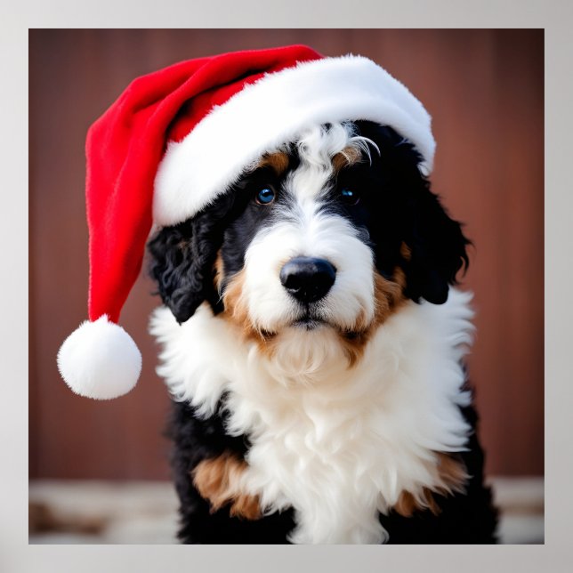 Bernedoodle Weihnachten Poster (Vorne)