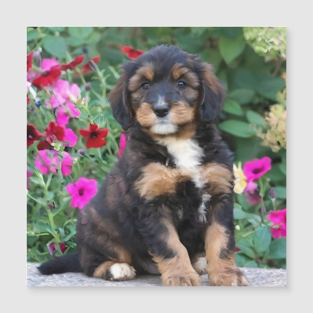 Bernedoodle-Welpe in Petunien Magnetkarte (Vorderseite)
