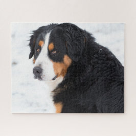 Berner Berghund im Schnee