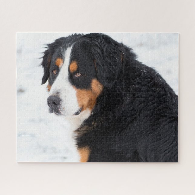Berner Berghund im Schnee (Horizontal)