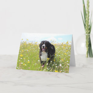Berner Hund auf dem Feld Karte