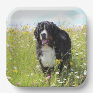 Berner Hund auf dem Feld Pappteller