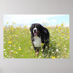 Berner Hund auf dem Feld Poster