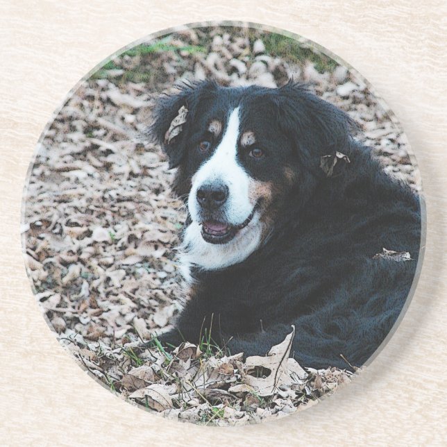 Berner Hund im Herbst Getränkeuntersetzer (Vorne)