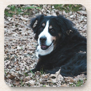 Berner Hund im Herbst Untersetzer