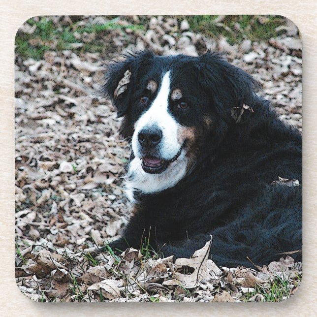 Berner Hund im Herbst Untersetzer (Vorderseite)