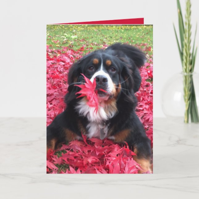 Berner Hund individuell anpassbar Karte (Vorderseite)