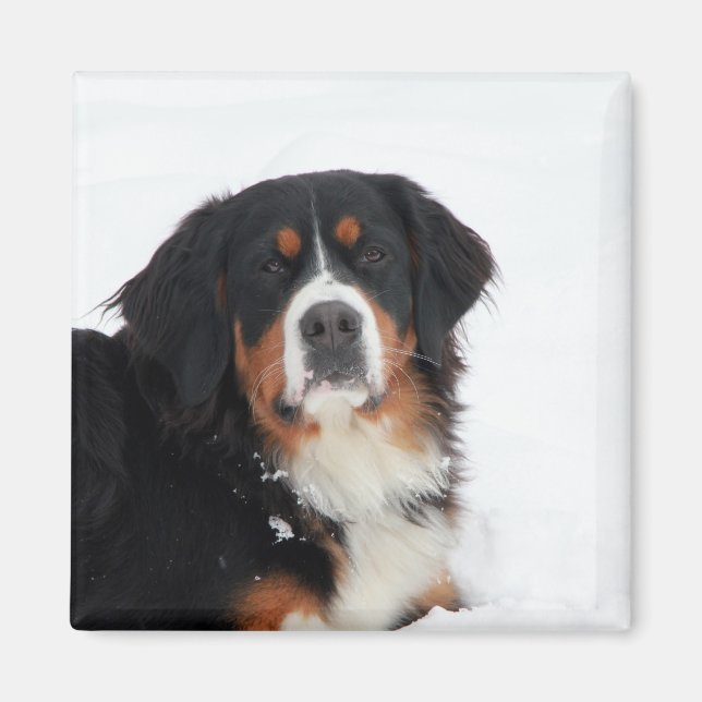 Berner Hund individuell anpassbar Magnet (Vorne)