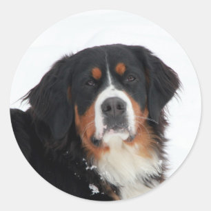 Berner Hund individuell anpassbar Runder Aufkleber