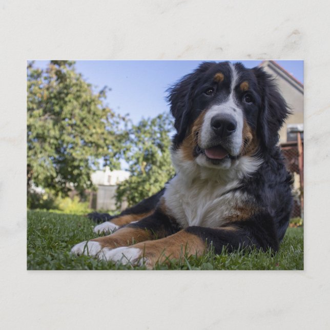 Berner Hund Leder Postkarte (Vorderseite)