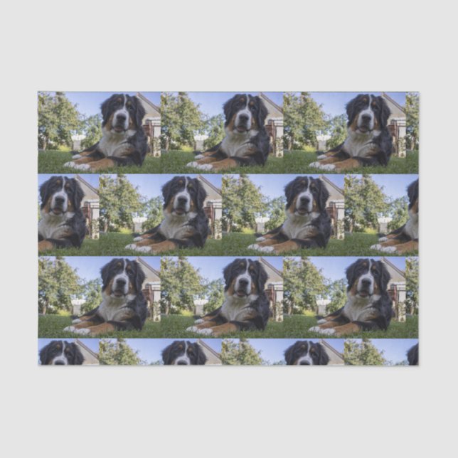Berner Hund Leder Seidenpapier (Vorderseite)