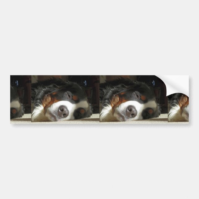 Berner Hund schlafend Autoaufkleber (Vorne)
