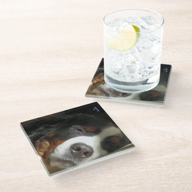 Berner Hund schlafend Glasuntersetzer (Schrägansicht)