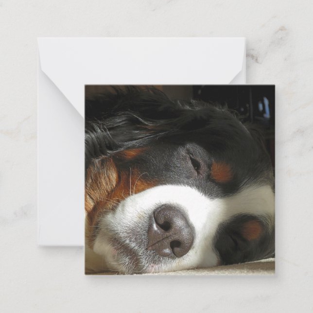 Berner Hund schlafend Mitteilungskarte (Vorderseite)