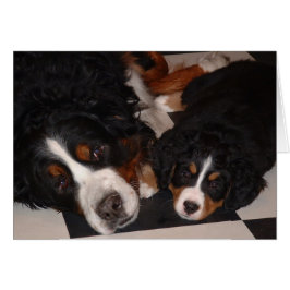 Berner Hunde Erwachsene & Pup