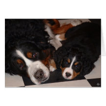 Berner Hunde Kopf