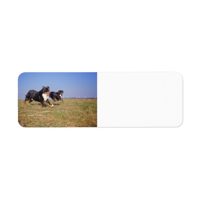 Berner Hundegruppe zweite (Vorne)