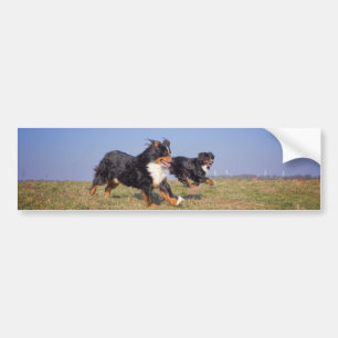 Berner Hundegruppe zweite Autoaufkleber