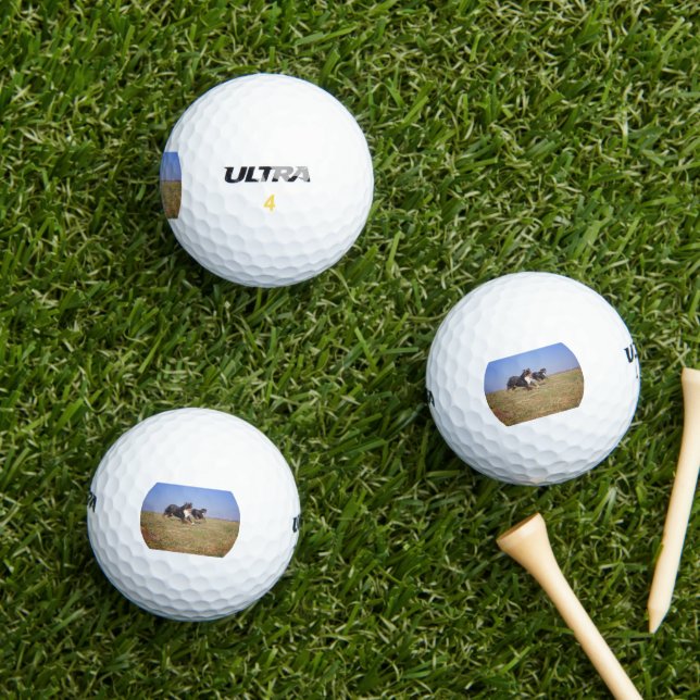Berner Hundegruppe zweite Golfball (Insitu Gras)
