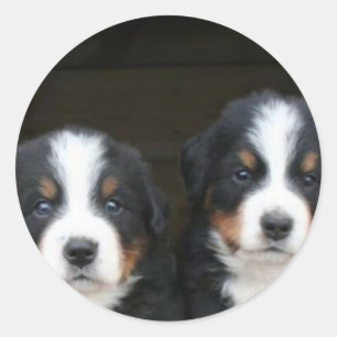 Berner Hundehund-Aufkleber Runder Aufkleber