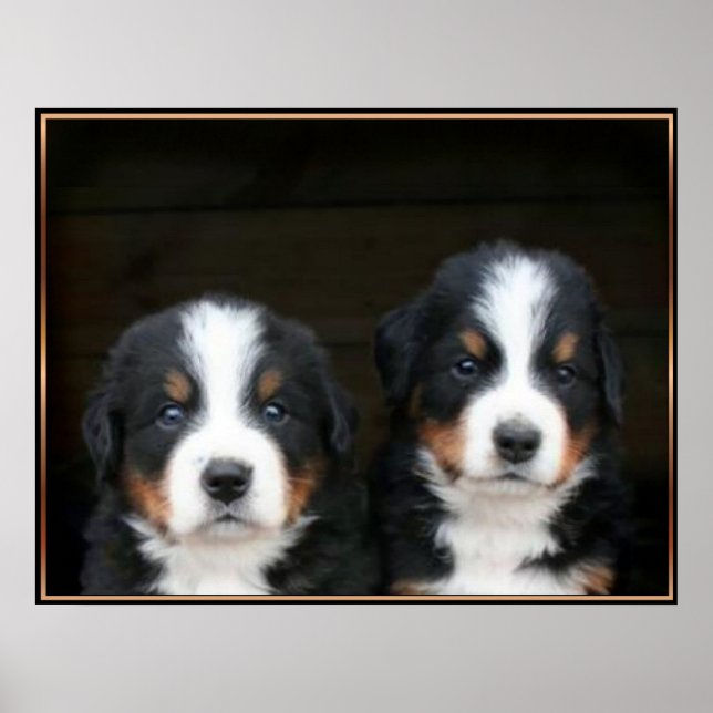 Berner Hundeposter Poster (Vorne)