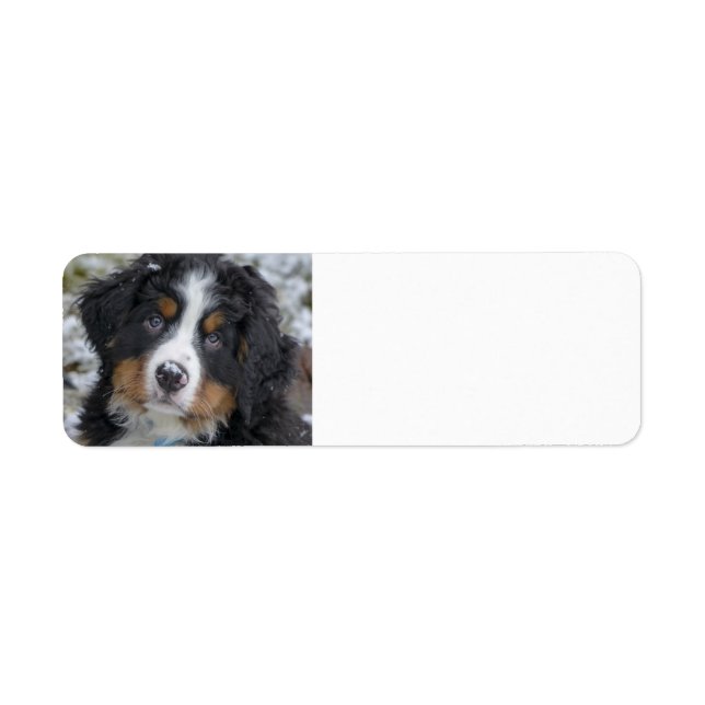Berner Hundewelpe (Vorne)