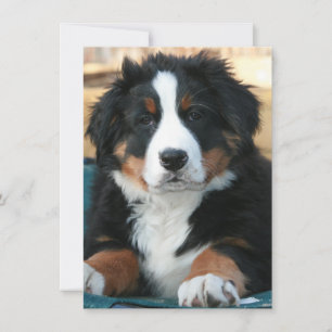 Berner Hundewelpe Dankeskarte