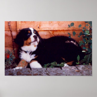 Berner Hundewelpenposter Poster