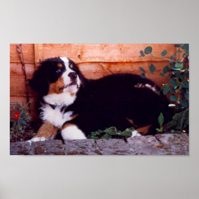 Berner Hundewelpenposter Poster (Vorne)