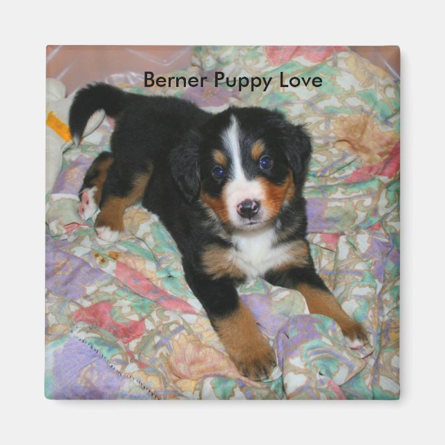 Berner Puppy Love Magnet (Devant)
