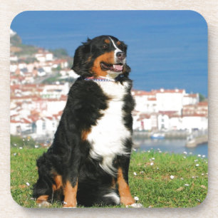 Berner Rinderhund posiert am Strand Getränkeuntersetzer