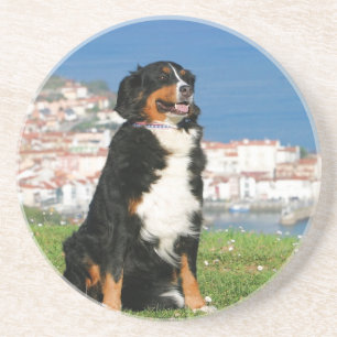 Berner Rinderhund posiert am Strand Getränkeuntersetzer