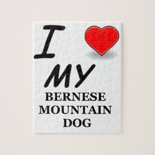 Berner Sennenhund Liebe