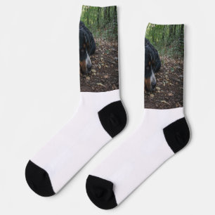 Berner Sennenhund liegt im Wald Socken