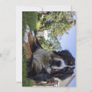 Berner Sennenhund liegt zweiter Dankeskarte