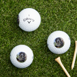 Berner Sennenhund liegt zweiter Golfball