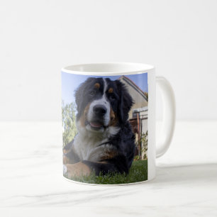 Berner Sennenhund liegt zweiter Kaffeetasse