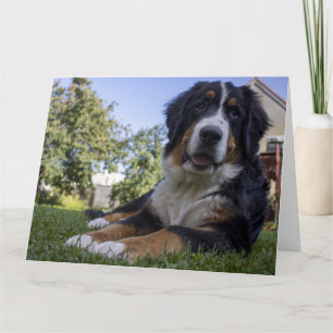 Berner Sennenhund liegt zweiter Karte