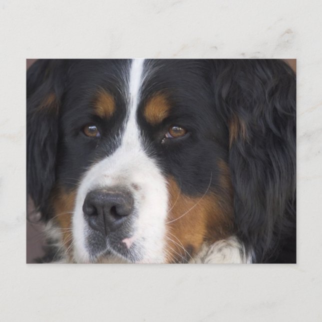 Berner Sennenhund Postcard Postkarte (Vorderseite)