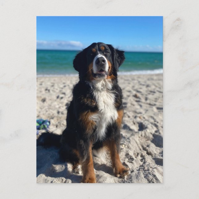 Berner Sennenhund  Postkarte (Vorderseite)