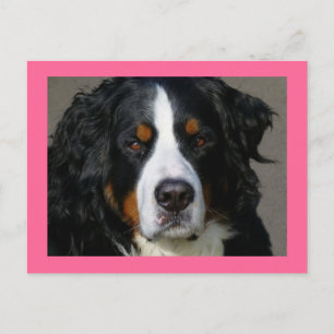 Berner Sennenhund Rosa Leerpostkarte Postkarte