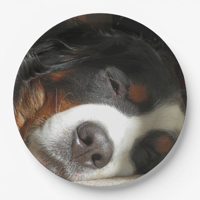 Berner Sennenhund schlafend Pappteller (Vorderseite)