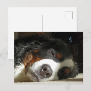 Berner Sennenhund schlafend Postkarte