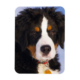 Berner Sennenhund - Süßes Welpenfoto Magnet