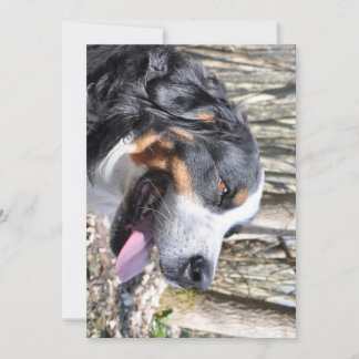 Berner Sennenhund vierter Geburtstag Einladung