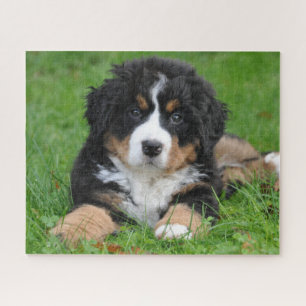 Berner Sennenhund-Welpe