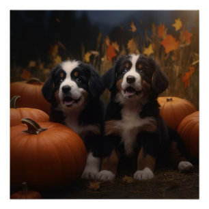 Berner Sennenhund-Welpe Herbstfreude Kürbis Poster