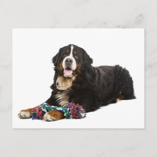 Berner Sennenhund-Welpen-Hund Leer Postkarte